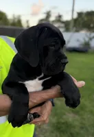 Cane Corso black Male, a male Cane Corso for sale in Miami, FL – Photo 9 of 9