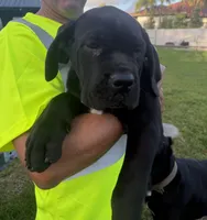 Cane Corso black Male, a male Cane Corso for sale in Miami, FL – Photo 4 of 9