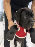 Cane Corso black Male, a male Cane Corso for sale in Miami, FL – Photo 5 of 9