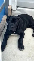 Cane Corso black Male, a male Cane Corso for sale in Miami, FL – Photo 1 of 9