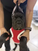 Cane Corso black Male, a male Cane Corso for sale in Miami, FL – Photo 7 of 9