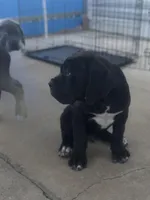 Cane Corso black Male, a male Cane Corso for sale in Miami, FL – Photo 6 of 9