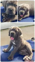 Cane Corso Male Blue, a male Cane Corso for sale in Miami, FL – Photo 10 of 10