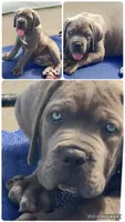 Cane Corso Male Blue, a male Cane Corso for sale in Miami, FL – Photo 9 of 10