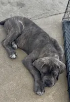 Cane Corso Male Blue, a male Cane Corso for sale in Miami, FL – Photo 7 of 10