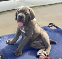 Cane Corso Male Blue, a male Cane Corso for sale in Miami, FL – Photo 1 of 10