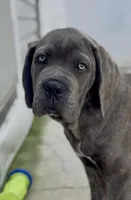 Cane Corso Male Blue, a male Cane Corso for sale in Miami, FL – Photo 5 of 10