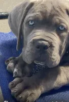 Cane Corso Male Blue, a male Cane Corso for sale in Miami, FL – Photo 3 of 10