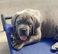 Cane Corso Male Blue, a male Cane Corso for sale in Miami, FL – Photo 2 of 10