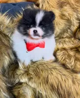 Roger, a male Pomeranian for sale in Chicago, IL – Photo 2 of 8