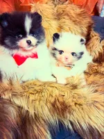 Roger, a male Pomeranian for sale in Chicago, IL – Photo 3 of 8