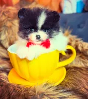 Roger, a male Pomeranian for sale in Chicago, IL – Photo 1 of 8