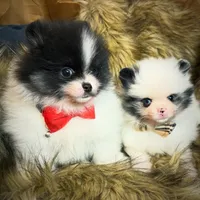 Roger, a male Pomeranian for sale in Chicago, IL – Photo 8 of 8