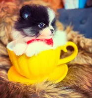 Roger, a male Pomeranian for sale in Chicago, IL – Photo 6 of 8