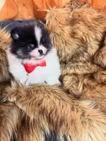 Roger, a male Pomeranian for sale in Chicago, IL – Photo 4 of 8