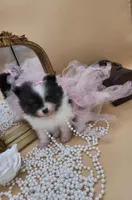 Tia, a female Pomeranian for sale in Chicago, IL – Photo 5 of 8