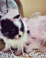 Tia, a female Pomeranian for sale in Chicago, IL – Photo 7 of 8