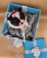 Tia, a female Pomeranian for sale in Chicago, IL – Photo 2 of 8