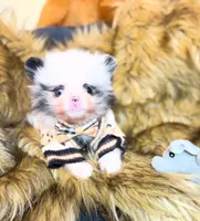 Frankie blu , a male Pomeranian for sale in Chicago, IL – Photo 4 of 7