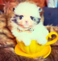 Frankie blu , a male Pomeranian for sale in Chicago, IL – Photo 6 of 7