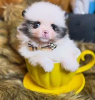 Frankie blu , a male Pomeranian for sale in Chicago, IL – Photo 3 of 7