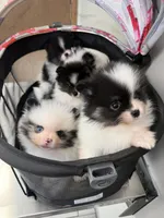 Frankie blu , a male Pomeranian for sale in Chicago, IL – Photo 2 of 7