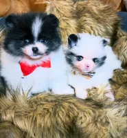 Frankie blu , a male Pomeranian for sale in Chicago, IL – Photo 7 of 7