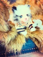 Frankie blu , a male Pomeranian for sale in Chicago, IL – Photo 5 of 7