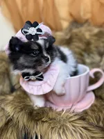 Tamera , a female Pomeranian for sale in Chicago, IL – Photo 9 of 9