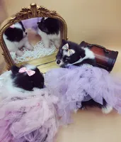 Tamera , a female Pomeranian for sale in Chicago, IL – Photo 6 of 9