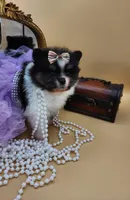 Tamera , a female Pomeranian for sale in Chicago, IL – Photo 2 of 9