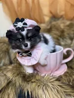 Tamera , a female Pomeranian for sale in Chicago, IL – Photo 8 of 9