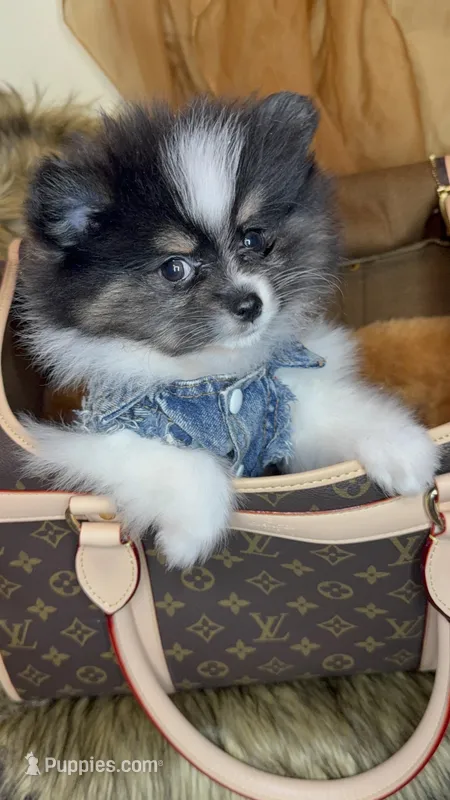 Tamera  – Pomeranian puppy for sale in Schaumburg, IL