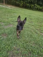 Dax, a male German Shepherd Dog and Dutch Shepherd for sale in Salisbury, NC – 3 of 4