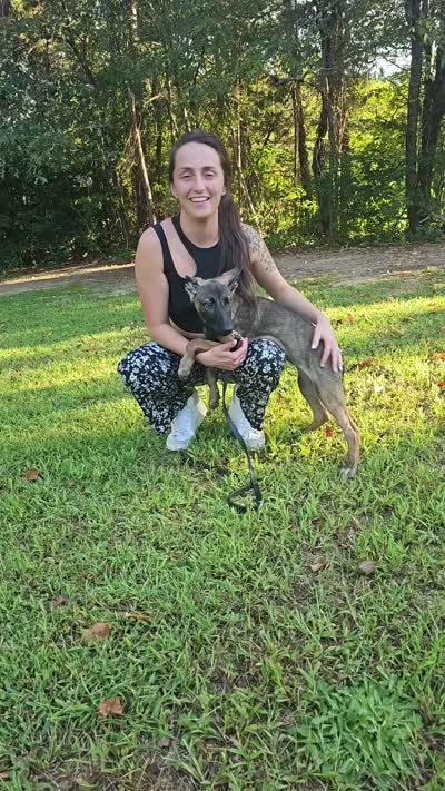 Jinx, a female German Shepherd Dog and Dutch Shepherd for sale in Salisbury, NC – 6 of 6