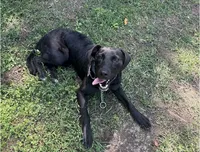 Annabelle, a female Labrador Retriever for sale in Salisbury, NC – 3 of 5