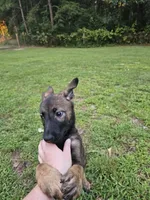 Emma, a female German Shepherd Dog and Dutch Shepherd for sale in Salisbury, NC – 2 of 5
