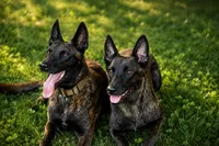 Jinx, a female Dutch Shepherd for sale in Salisbury, NC – 4 of 7