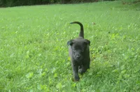 Killian, a male Dutch Shepherd for sale in Salisbury, NC – 2 of 8