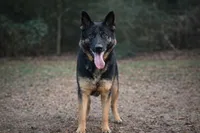 Ozzie, a male German Shepherd Dog for sale in Salisbury, NC – 5 of 5