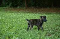 Akela, a male Dutch Shepherd for sale in Salisbury, NC – 2 of 7