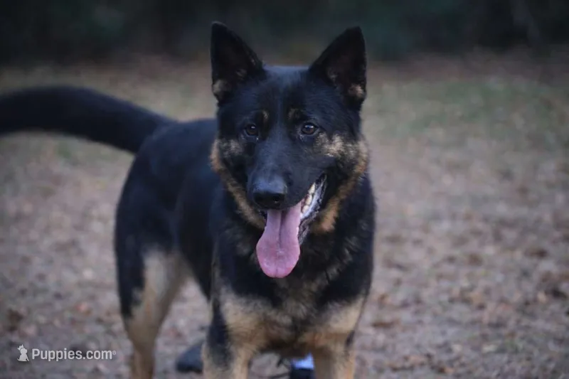 Ozzie – German Shepherd Dog puppy for sale in Salisbury, NC