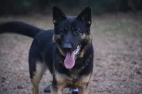 Ozzie, a male German Shepherd Dog for sale in Salisbury, NC – 1 of 5