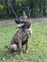 Margo, a female Dutch Shepherd for sale in Salisbury, NC – 1 of 7