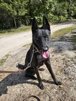 Mia, a female Belgian Malinois and Dutch Shepherd for sale in Salisbury, NC – 6 of 8
