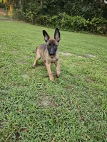 Anna, a female German Shepherd Dog and Dutch Shepherd for sale in Salisbury, NC – 5 of 5