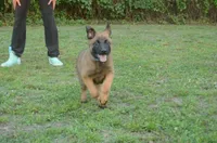Arlo, a male German Shepherd Dog and Dutch Shepherd for sale in Salisbury, NC – 3 of 4