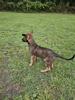 Emma, a female German Shepherd Dog and Dutch Shepherd for sale in Salisbury, NC – 1 of 5