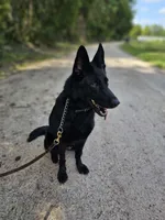 Jisha - GiGi, a female German Shepherd Dog for sale in Salisbury, NC – 4 of 7