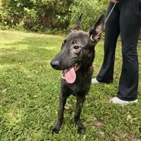 Tiger, a male Dutch Shepherd for sale in Salisbury, NC – Photo 2 of 6